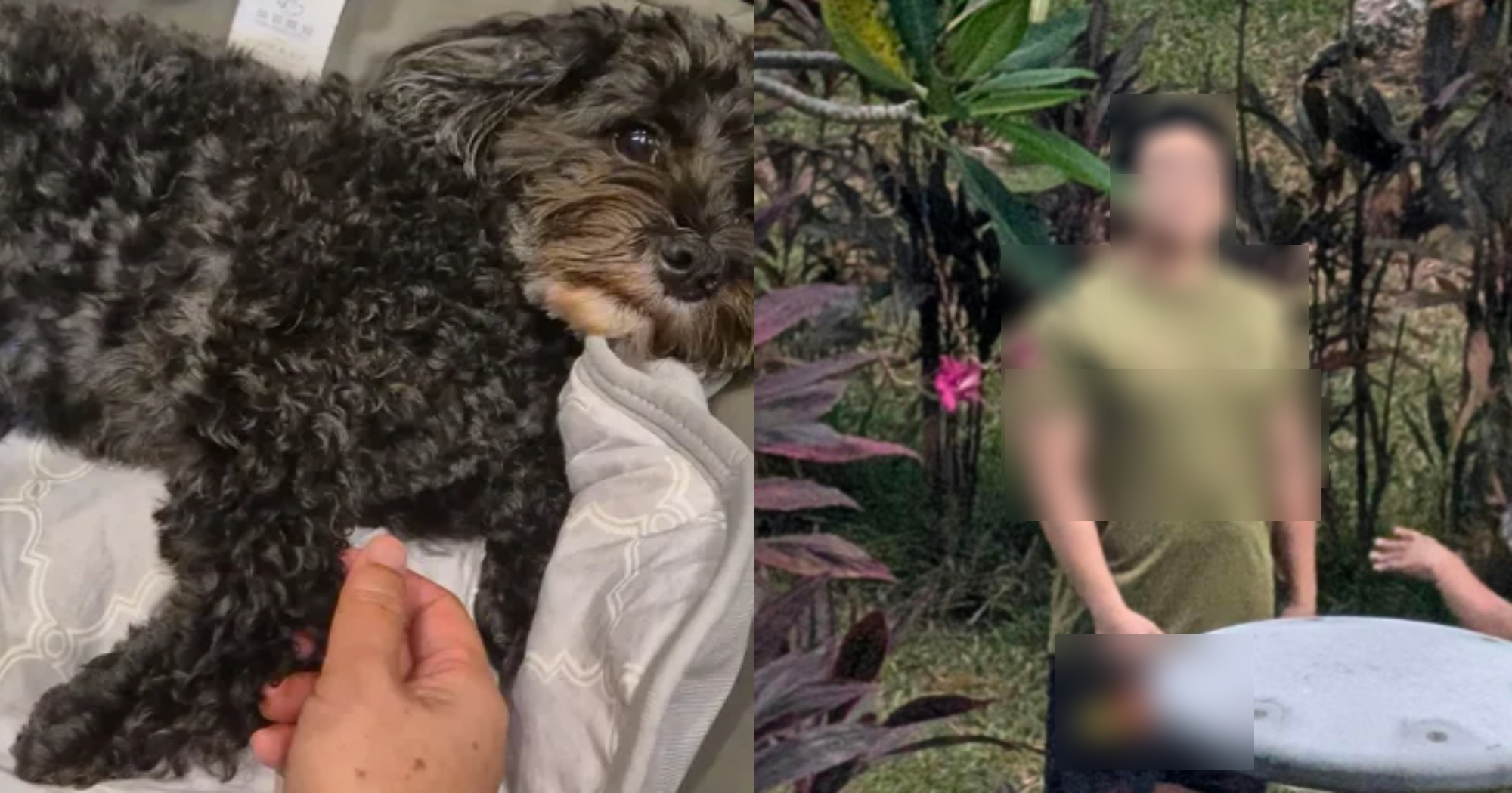 Man allegedly kicks dog twice in Toa Payoh, tells elderly owner 'you're in the way'
