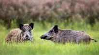 African swine fever restrictions tighten after Finland's first confirmed case