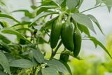 Salmonella Outbreak Traced to Jalape&ntilde;os Sickens 345 People Across 27 States