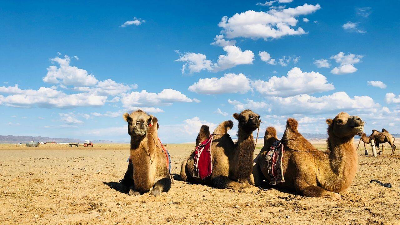Mongolian herders sing to reunite rejected baby camels with their mothers