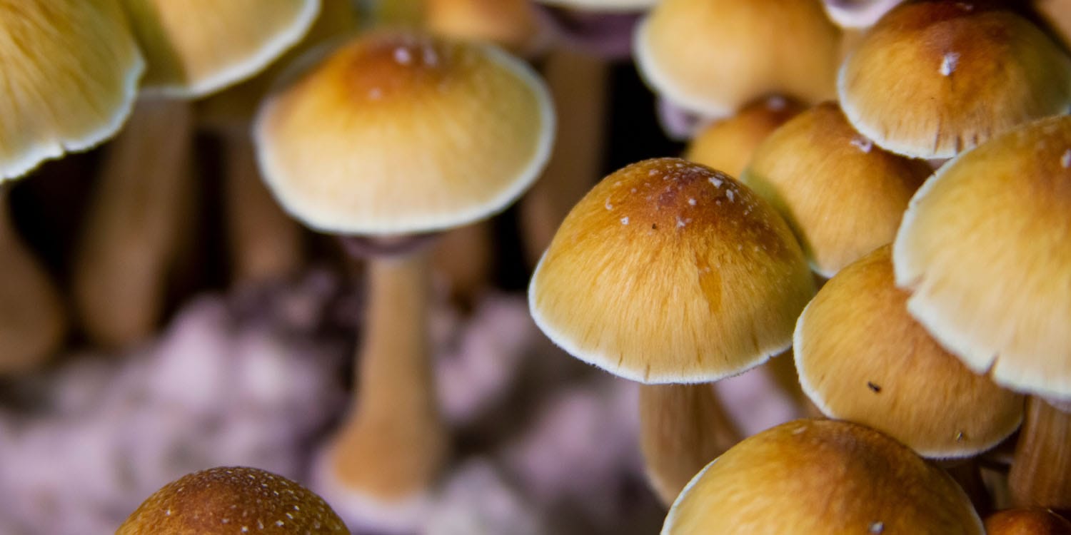 Occasional magic mushroom use linked to better mental health among alcohol drinkers