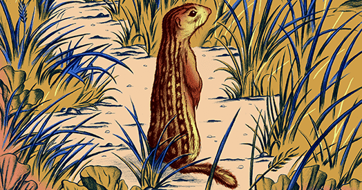 How thirteen-lined ground squirrels illuminate retinal development