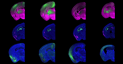 Cortical territories compete in developmental space race