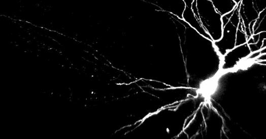 Dendrites compute independently of cell body