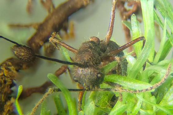 The Bizarre Life Cycle of “Zombie-Ant” Fungus Gets a New Twist