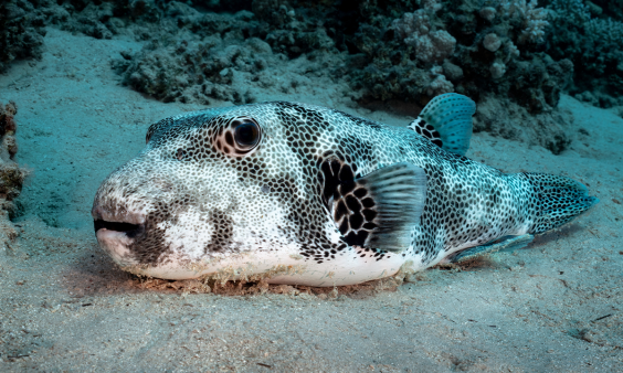 Which Fish Species Will Invade the Mediterranean Next?