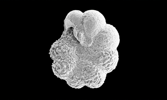 Microfossils Help Crack Mystery More Than 100 Million Years in the Making