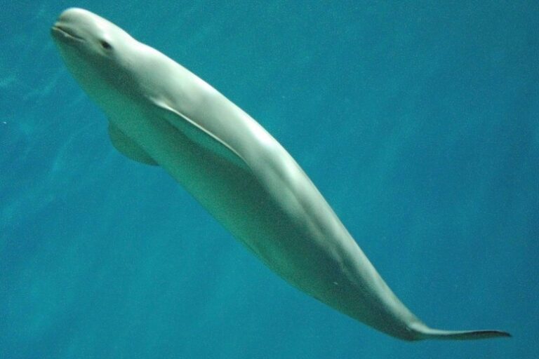 Listening offers a clearer picture of India’s hidden finless porpoises