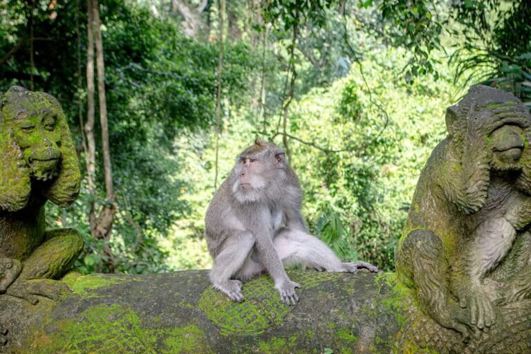 US declines to protect endangered monkeys used in medical research