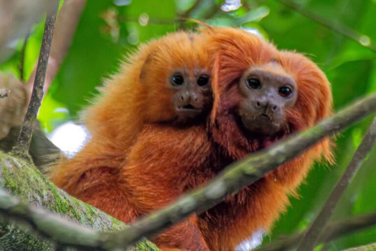 Researchers find ‘priority zones’ for yellow fever vaccination of golden lion tamarins