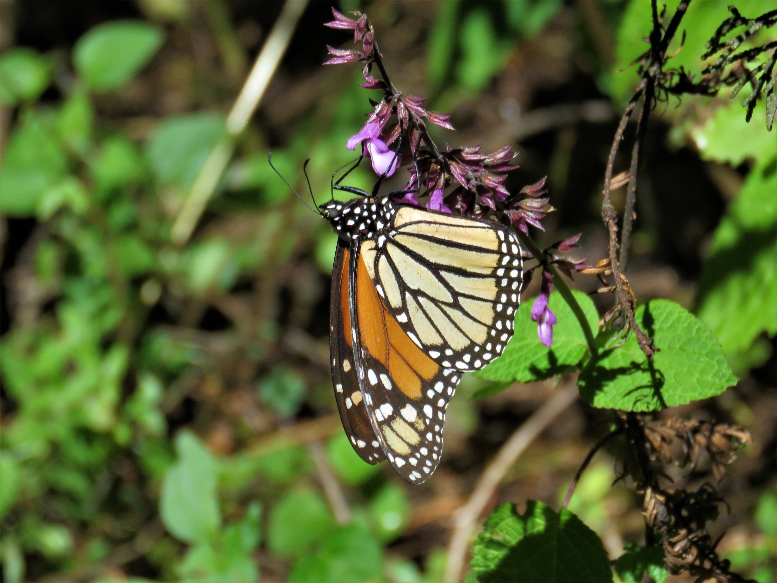 World falling short on its commitments to nature