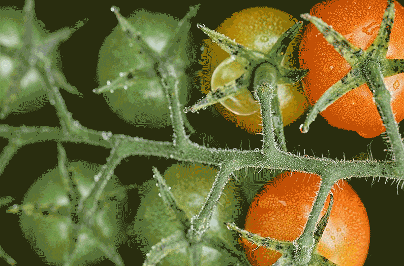 A spritz of nanoparticles could save tomatoes from salty soil