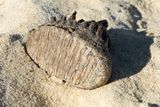 Woolly Mammoth Bones Emerge From Bulgaria's Danube Riverbank During Drought
