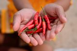 A Mouthful of Burning Chili May Temporarily Reduce Stronger Pain Elsewhere