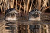 River Otters Are Drowning Brown Pelicans at Point Reyes — and the Birds May Finally Be Catching On