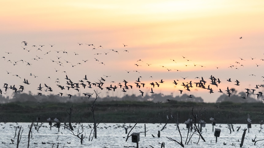 'Bad luck' for Australia's bird flu epicentre, but worse is to come