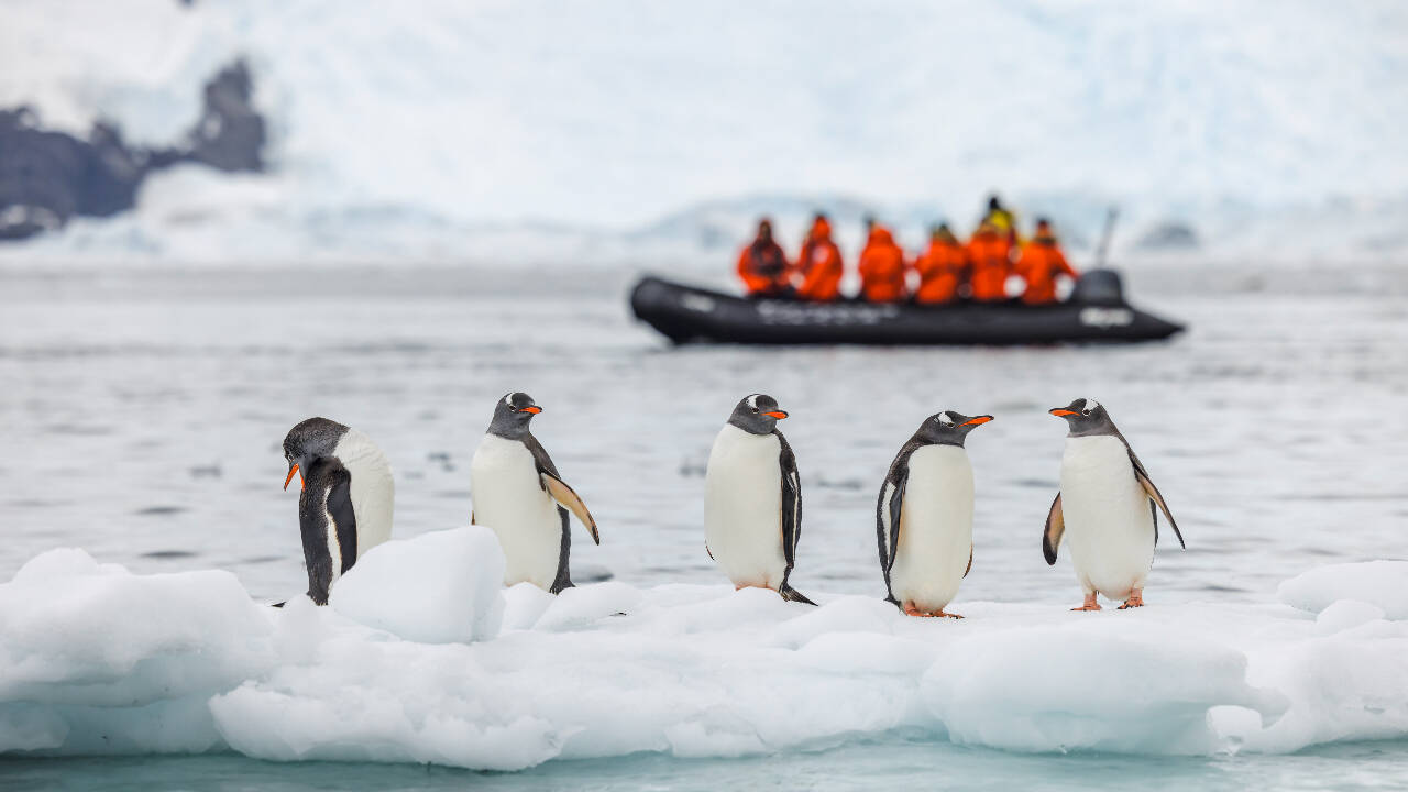 14km iceberg cuts penguin food supply; chick numbers fall 69%