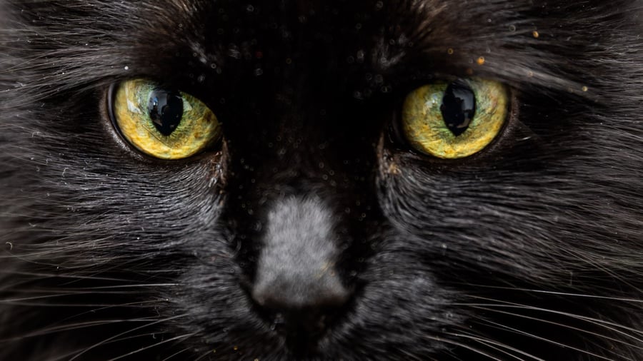 World Cat Day: GPS and AI: How much high-tech does my kitty need?