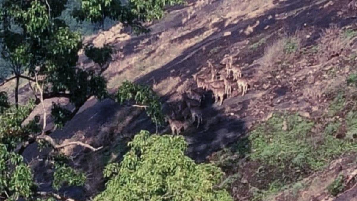 Varayattumudy in Kerala’s Idukki emerging a thriving habitat of Nilgiri tahrs