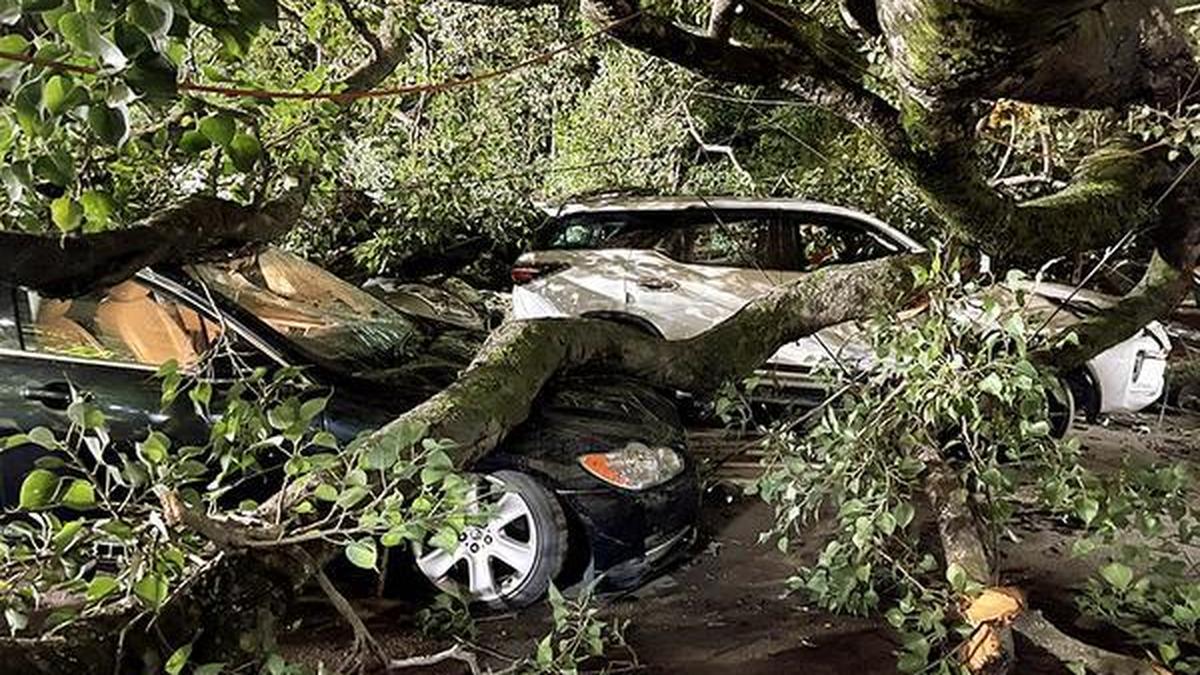 Bengaluru: Govt. school teacher suffers severe injuries following tree-fall, hospitalised