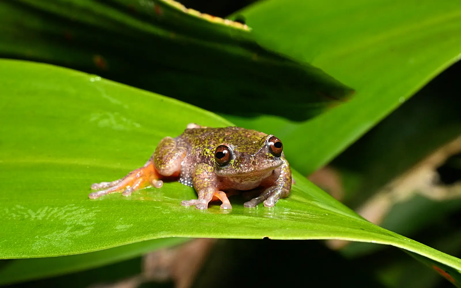 Nocturnal ‘coffee frog’ discovered in Costa Rica