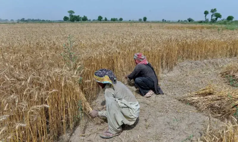 Pakistan is once again facing a wheat crisis