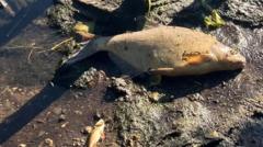 Hundreds of dead fish in river linked to heatwave