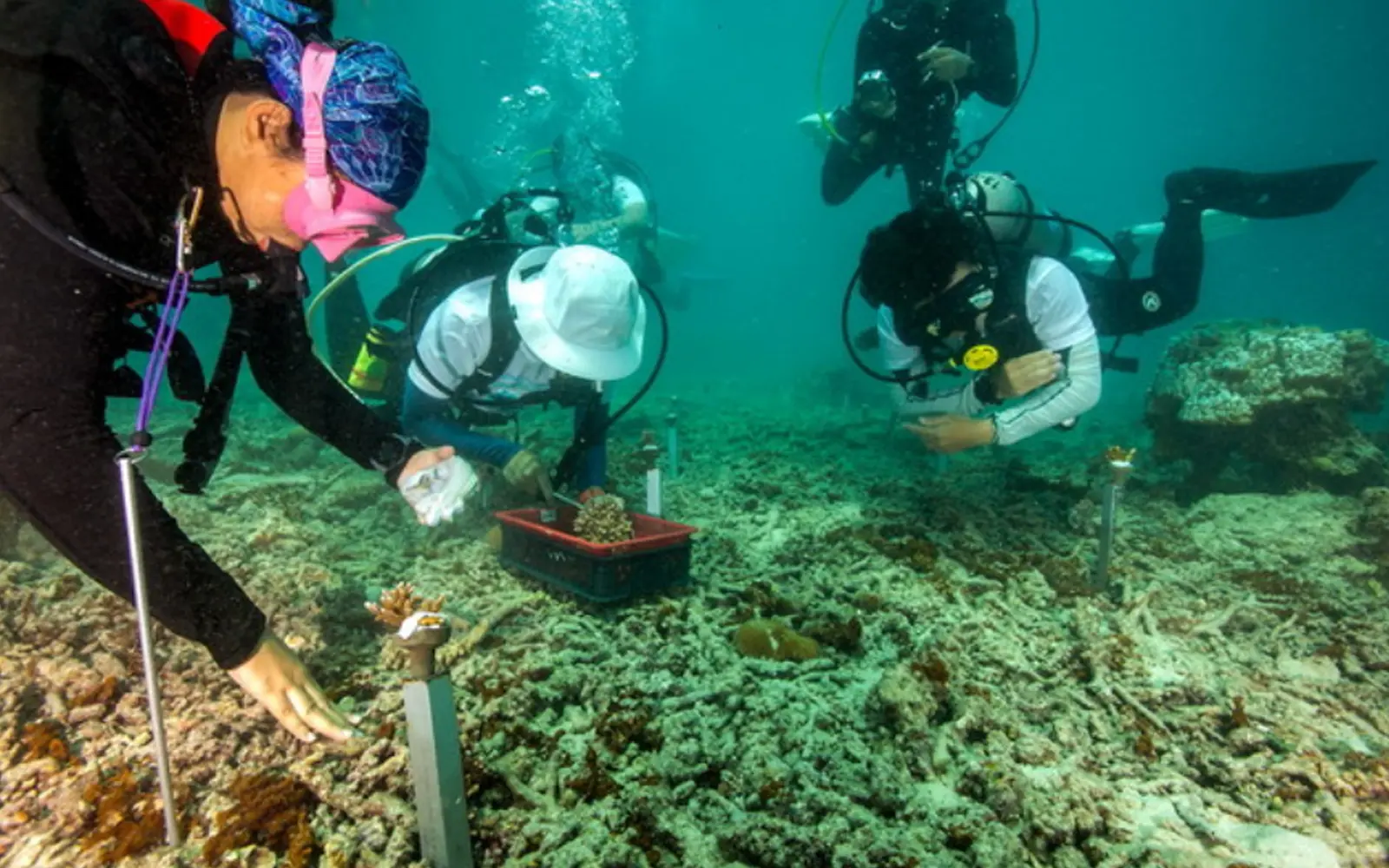 Terengganu warns Redang boat operators over coral damage