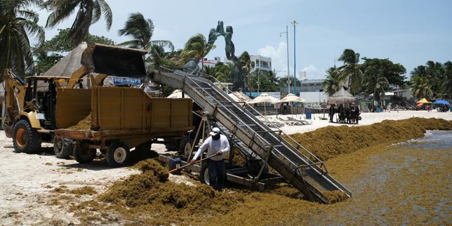 Mexico's tourist beaches grapple with sargassum crisis