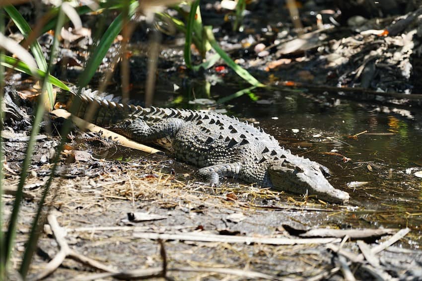 El Jalapeño: Puerto Vallarta crocodiles request civil restraint, propose designated zones for humans