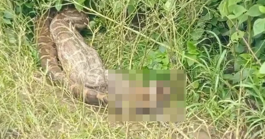 Giant Python Hunts Fox In Broad Daylight, RARE VIDEO From MP’s Panna Goes Viral