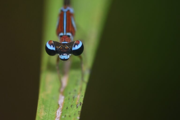 Dragonflies help protect water and ancestral Indigenous languages in Colombia