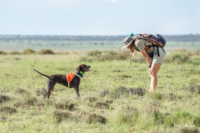 From small cats to pangolins: Detection dogs help track elusive species