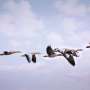 Australia's bird flu response: Too little, but it's not too late