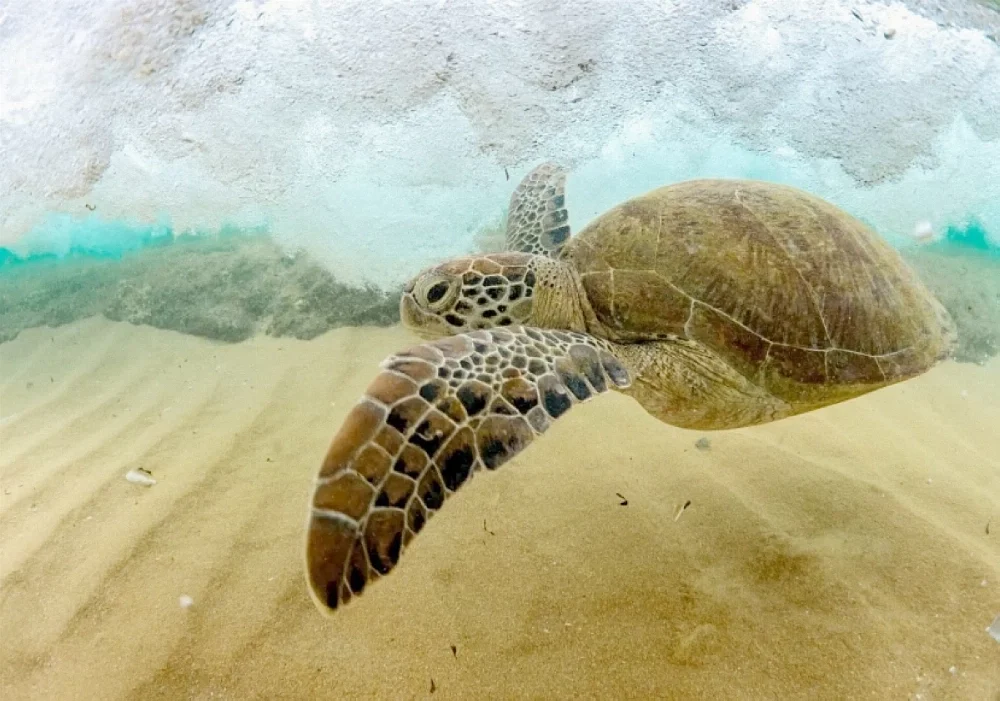 Saudi Arabia sets fines of up to SR5 million for marine pollution violations