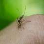 Malaria vaccine add-ons activate three antibody targets, study finds