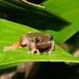 Nocturnal 'coffee frog' discovered in Costa Rica
