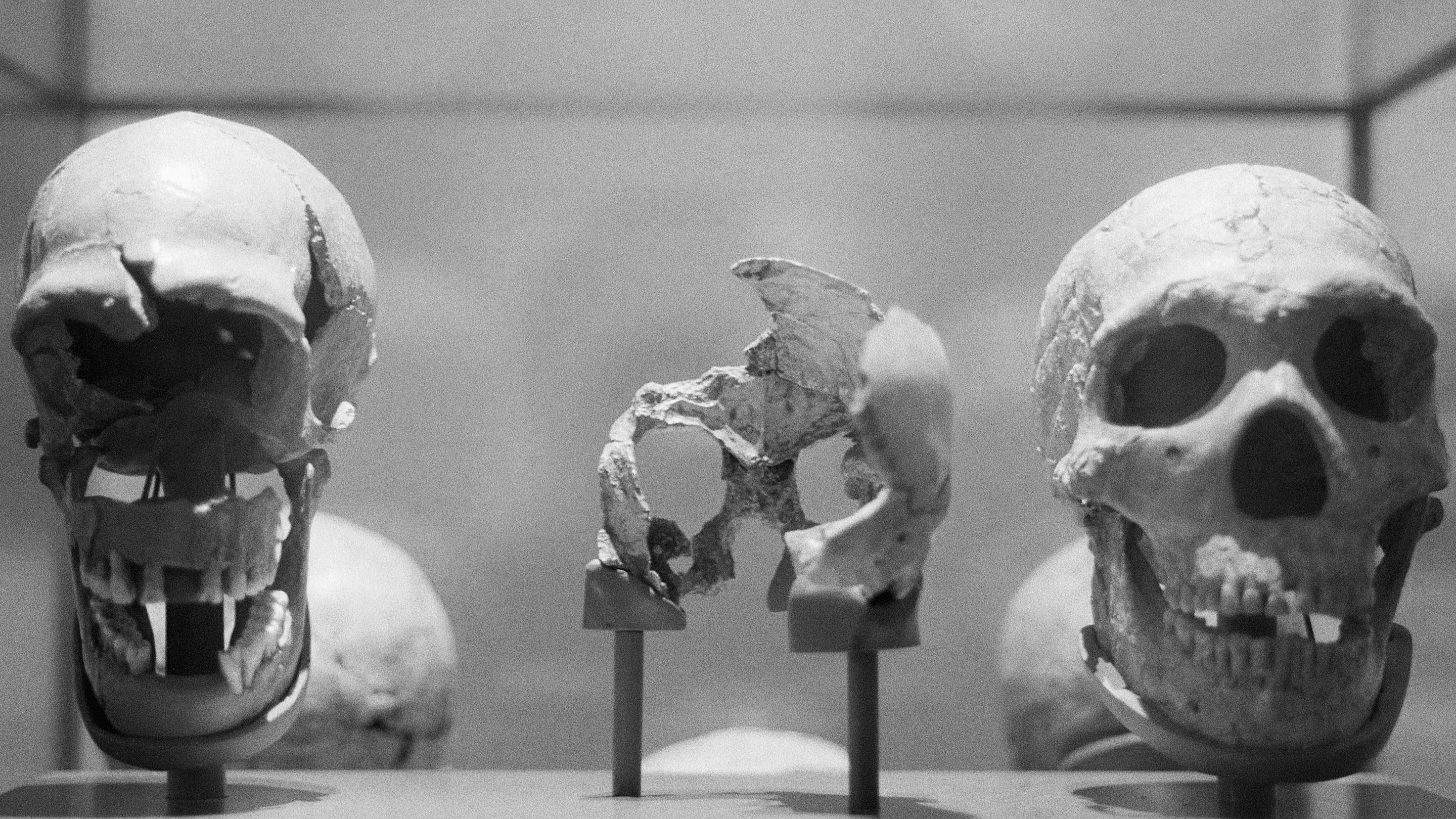 The Human-Origin Story Is Being Radically Revised