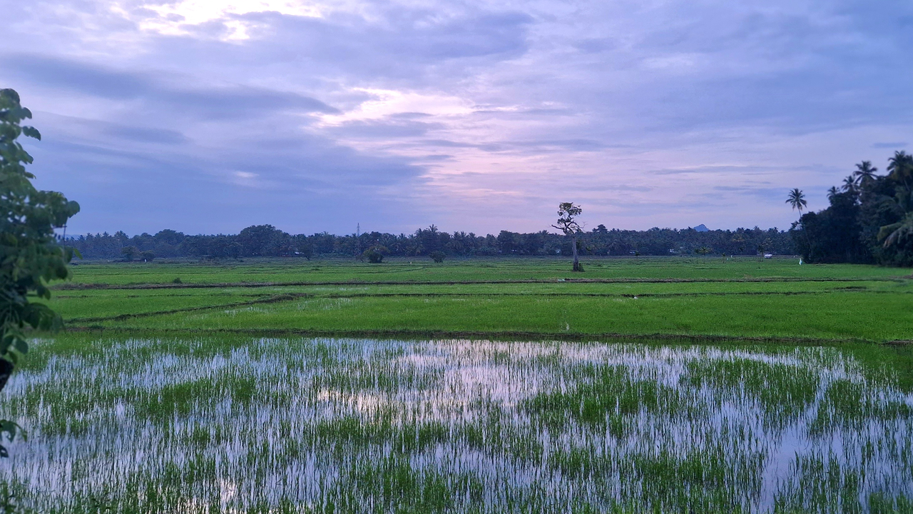 'These were harder than any other blades, cut sharper and cost more': How ancient Sri Lankans created steel of legends by harnessing monsoons