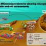 Swarms of tiny robots remove microplastics from soil and water