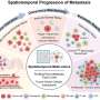 Two-stage process helps metastatic cancer cells hide, then multiply in the lungs