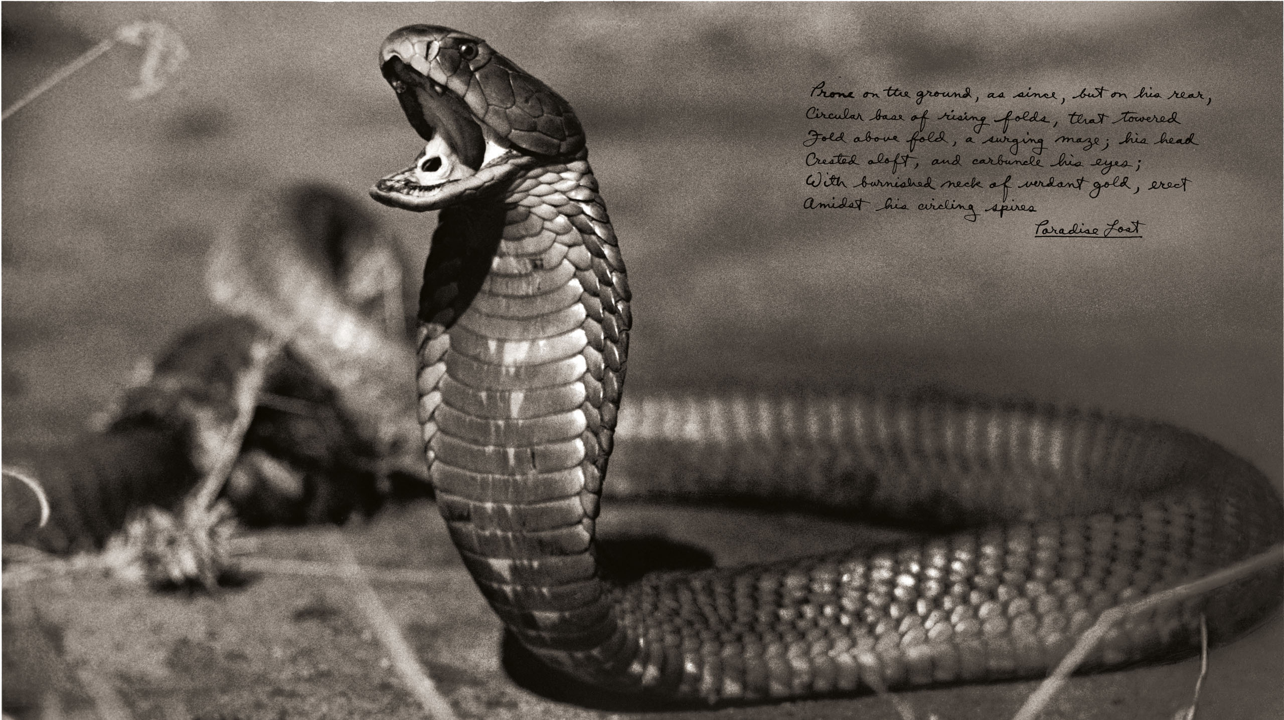These heartbreaking wildlife photos from Peter Beard’s seminal 1960s and 70s African project reveal the massive damage done by humans