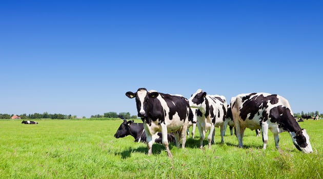 Union calls for review after 51 cows euthanised in Co Tyrone in view of members of public