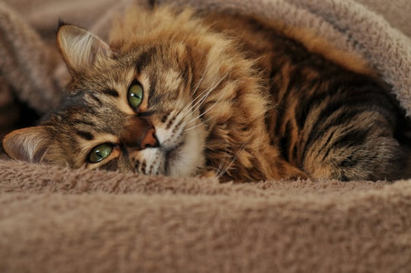 10 signs your senior cat is in pain — and how to make them more comfortable