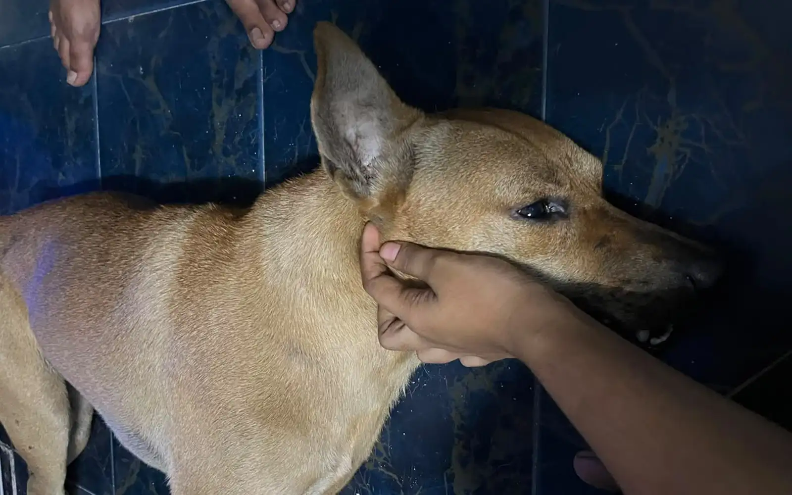 No legal basis to involve public in dog-catching operation, says lawyer