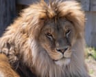 Lion saved as cub from Ukraine war and brought to US battles rare fungal disease