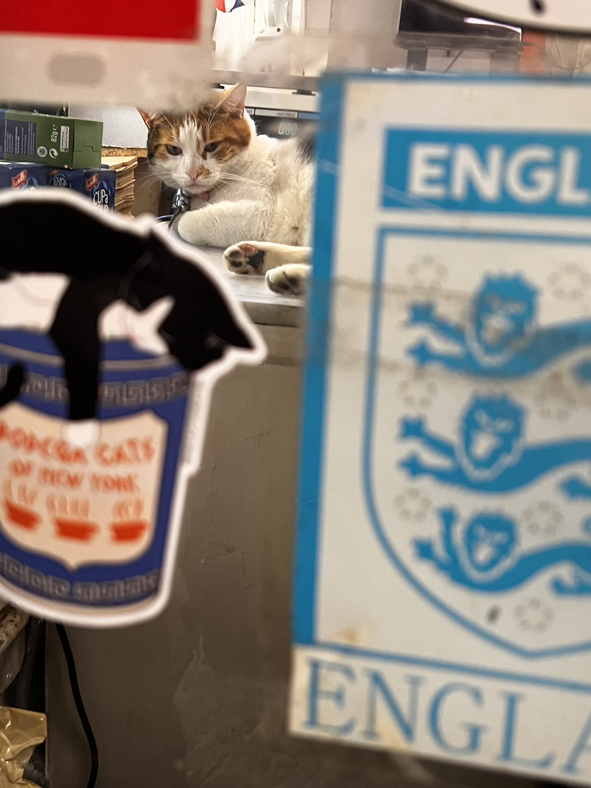 ‘Bodega Cats of New York’ Advocates for the City’s Beloved Feline Shopkeepers