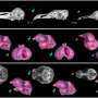 Dodos probably weren't as stupid as historians made them out to be: new research