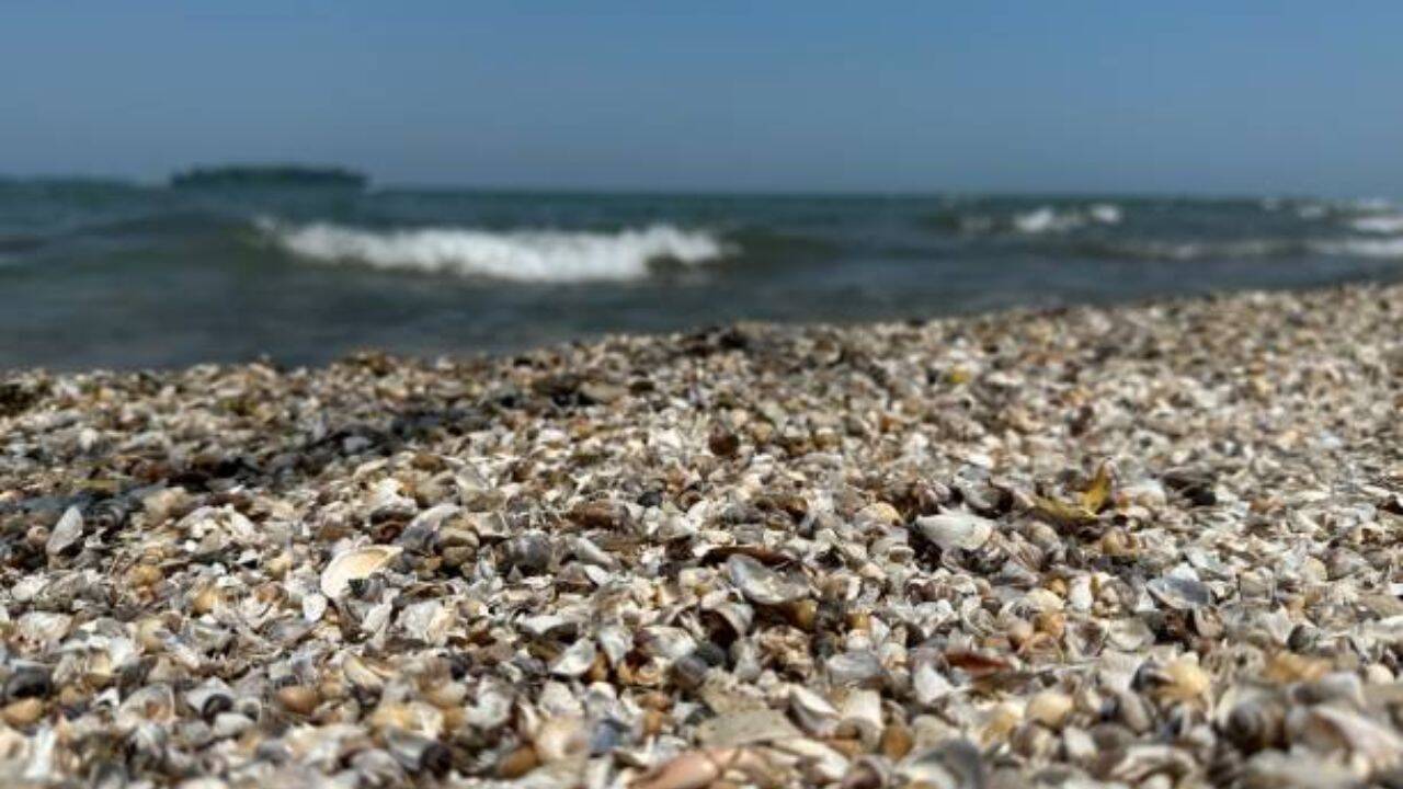 Spain’s zebra mussels reach 40,000 per sq metre, damaging pipes and structures
