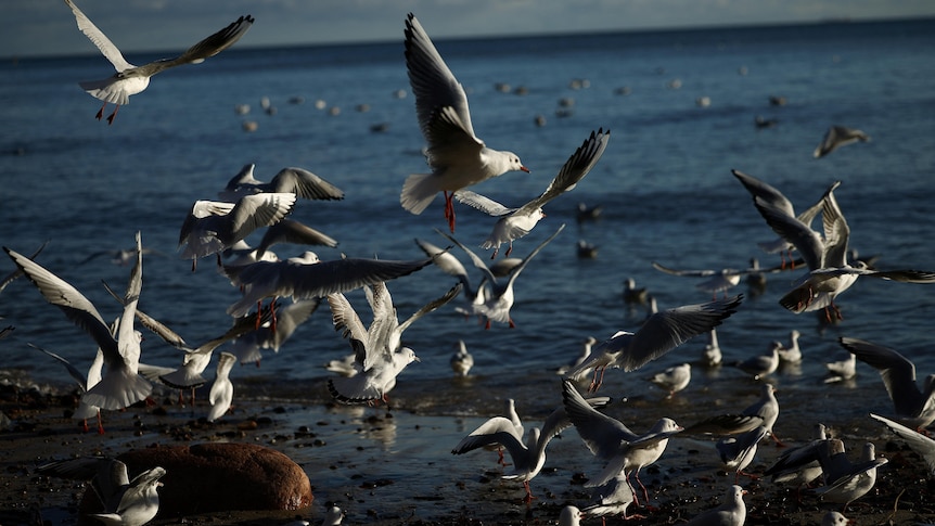 Everything you need to know about Australia's bird flu surge